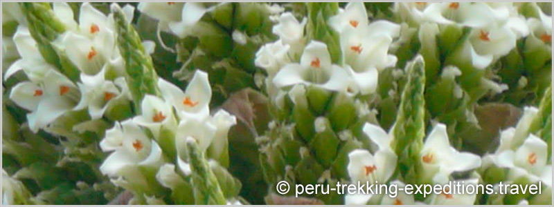 Peru: Bus-Tour Hiking Puyaraimondi (4300 m) and Glacier Pastoruri (5000 m)