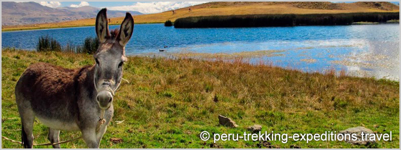 Peru: Trekking Laguna Churup Adventure over (4450 m)