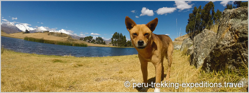 Peru: Trekking Laguna Churup Adventure over (4450 m)